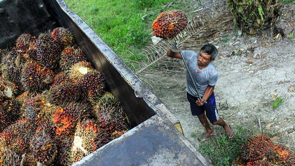 Melihat Panen Kelapa Sawit di Deli Serdang