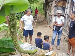 Pohon Pisang Aneh Jadi Tempat Piknik Dadakan