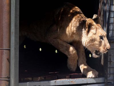 Diselamatkan dari Sudan, 11 Singa Dilepaskan di Afsel