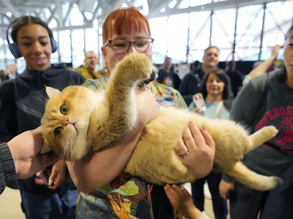 Gemes Banget! Pameran Kucing Terbesar di Dunia