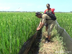 30 Hektare Lahan Padi di Lumajang Gagal Panen Diserang Hama Tikus