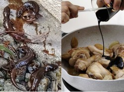 Jijik! Wanita Ini Temukan 6 Bangkai Cicak di Botol Kecapnya