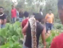 Horor Piton 6,5 Meter Terkam Pria Pencari Rumput di Buton Tengah