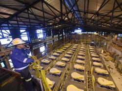 Produksi Katoda Dimulai, Smelter PTFI Jadi Contoh Hilirisasi Pro-Rakyat