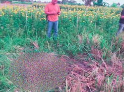 Nenek 70 Tahun Ditemukan Tewas di Tengah Sawah Jembrana