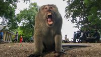 Bahaya! Monyet Ekor Panjang Terancam Punah