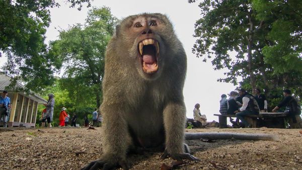 Bahaya! Monyet Ekor Panjang Terancam Punah