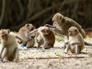 Monyet di Ubud Masturbasi Pakai Batu Bikin Ilmuwan Penasaran Monyet di Ubud Masturbasi Pakai Batu Bikin Ilmuwan Penasaran
