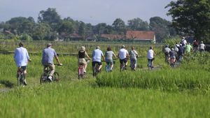 Serunya Bule-bule Jelajahi Persawahan Yogyakarta Naik Sepeda