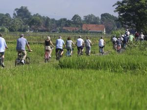 Serunya Bule-bule Jelajahi Persawahan Yogyakarta Naik Sepeda