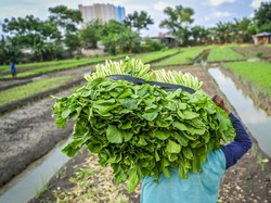 Jaga Pasokan Pangan Kota, Petani di Jakarta Dapat Pupuk NPK & Urea