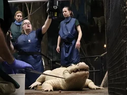 Miris! Buaya Putih Langka Telan Koin Saweran Pengunjung Bunbin