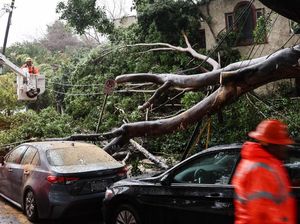Diterjang Hujan Badai, Pohon Tumbang Timpa Mobil di California