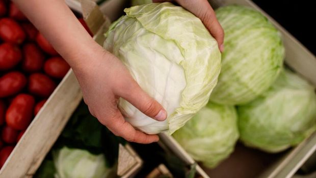 Ilustrasi kubis/Foto: Freepik.com/freepik