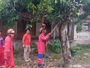 Soal Teror Ulat Bulu, Begini Imbauan Damkar Klaten