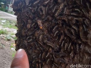 Hiii! Ulat Bulu Teror Warga Polanharjo, Damkar Klaten Turun Tangan