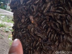 Hiii! Ulat Bulu Teror Warga Polanharjo, Damkar Klaten Turun Tangan