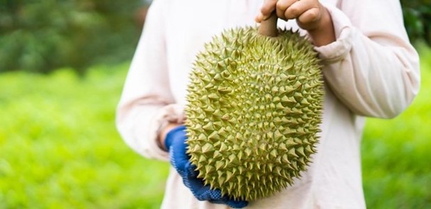 Mengguncang durian
