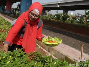 Panen Cabai di Kolong Tol Becakayu