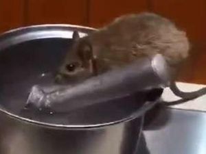 Gegara Tikus di Restoran Ada Pengunjung Terluka hingga Masuk Penjara Gegara Tikus di Restoran Ada Pengunjung Terluka hingga Masuk Penjara