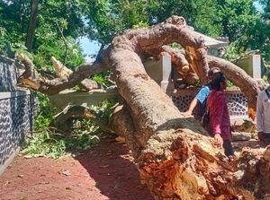 Pura di Bugbug Karangasem Rusak Tertimpa Pohon Pule Raksasa