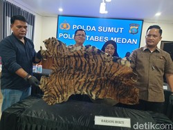 Polisi Tangkap 2 Pria Hendak Jual Kulit Harimau Rp 15 Juta di Deli Serdang