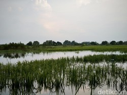 Sawah di 3 Kecamatan Gresik Terendam Banjir, Petani Terancam Gagal Panen