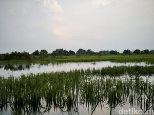 Sawah di 3 Kecamatan Gresik Terendam Banjir, Petani Terancam Gagal Panen Sawah di 3 Kecamatan Gresik Terendam Banjir, Petani Terancam Gagal Panen