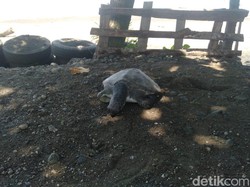 Penyu Hijau Ditemukan Mati Terdampar di Pantai Jembrana