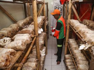 Potret Budi Daya Jamur Tiram di UPS, Panen Tiap Tiga Hari Potret Budi Daya Jamur Tiram di UPS, Panen Tiap Tiga Hari