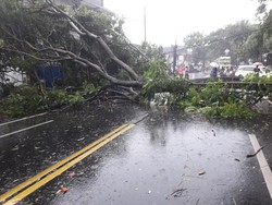 Pohon Sepatu Tumbang Timpa Pemotor di Kota Malang Saat Hujan