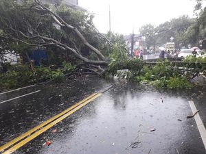 Pohon Sepatu Tumbang Timpa Pemotor di Kota Malang Saat Hujan Pohon Sepatu Tumbang Timpa Pemotor di Kota Malang Saat Hujan