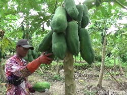 Budidaya Pepaya Thailand Tuai Omzet Semanis Rasanya