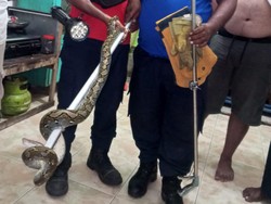 Hiii.. Ular Piton 1,5 Meter Ditemukan di Bak Mandi Warga Banda Aceh