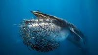 Karya Jawara Kontes Foto Underwater Bikin Takjub, Ada Indonesia