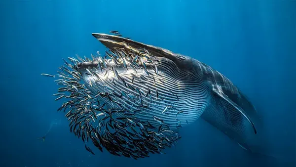 Karya Jawara Kontes Foto Underwater Bikin Takjub, Ada Indonesia