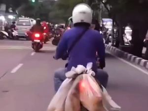 Polisi Turun Tangan Cek Video Pemotor Bawa Anjing Pakai Karung di Jakut