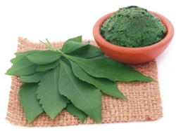 Viral Daun Lagundi, Bikin Heboh Netizen gegara Bentuknya Mirip Ganja