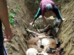 Puluhan Kambing di Ponjong Gunungkidul Mati Mendadak