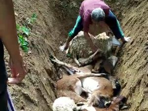 Kambing di Ponjong Gunungkidul Mati Mendadak, Pemkab: Sianida dari Daun Kambing di Ponjong Gunungkidul Mati Mendadak, Pemkab: Sianida dari Daun
