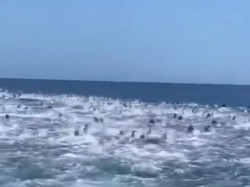 Pengakuan Pemilik Video Ratusan Lumba-Lumba di Perairan Banyuwangi