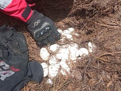 Geger Temuan 42 Telur Buaya di Sungai Tello Makassar