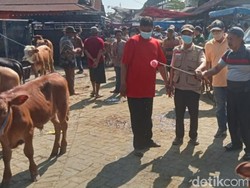 Langkah Pemkab Pasuruan Tangani PMK yang Kembali Mewabah