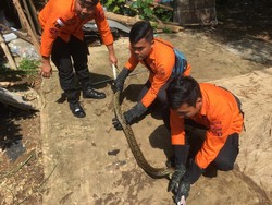 BPBD Bogor Evakuasi Ular Sanca 2 Meter yang Mangsa Ternak Warga