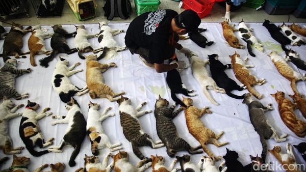 Momen Saat Ratusan Kucing Dibikin Mandul