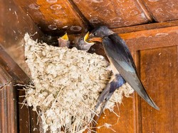 Dilarang Sejak 2020, Ekspor Sarang Burung Walet Kotor Masih Terjadi