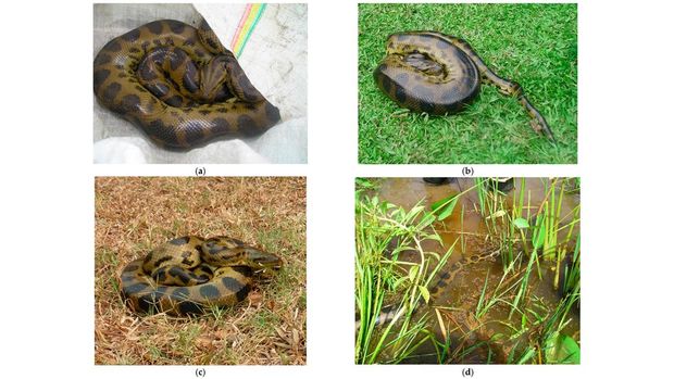 species baru anakonda hijau. dok freek j vonk