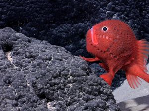 Ahli Temukan Lebih dari 100 Spesies Hewan Baru di Pegunungan Bawah Laut