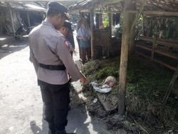 Kambing di Lereng Merapi Mati Tanpa Kepala, Diduga Dimangsa Hewan Liar
