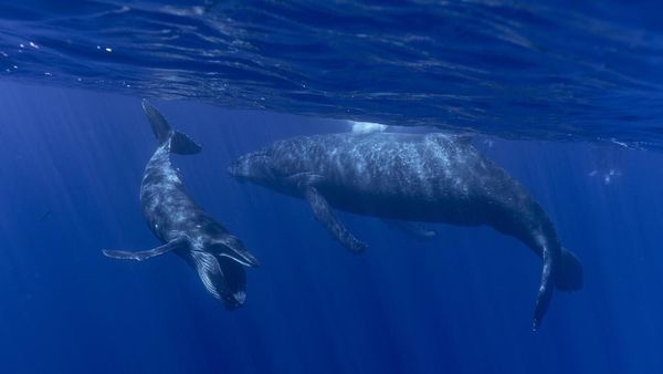 Misteri Nyanyian Paus di Lautan Akhirnya Terungkap